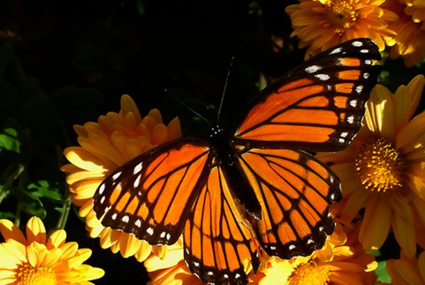 Earth Day 2016 – The Monarch Butterfly Habitat Exchange (Donations and How You Can Help)