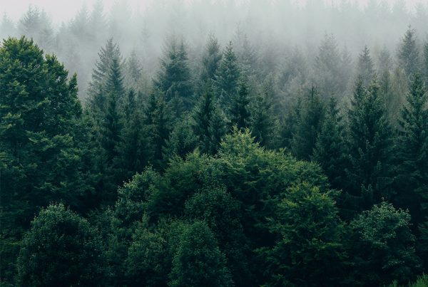 Earth Day 2016 “Trees for the Earth”