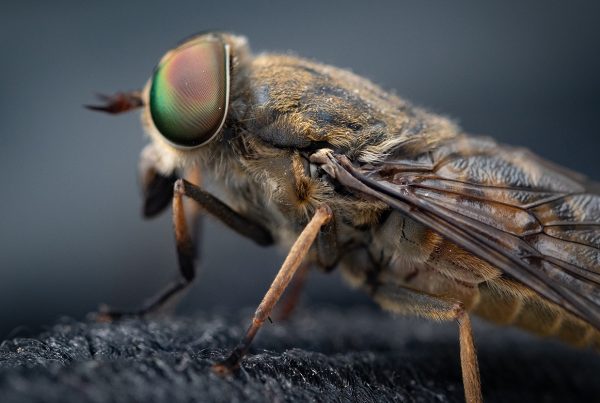 Any Pest